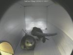 Pair of swifts in nestbox