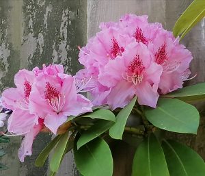 A pink flower with green leaves