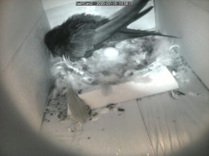 A bird in a nest box, with egg