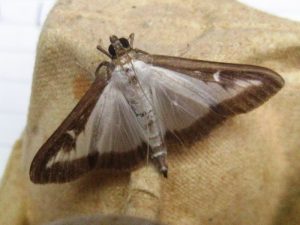 Photo of a Box Tree moth