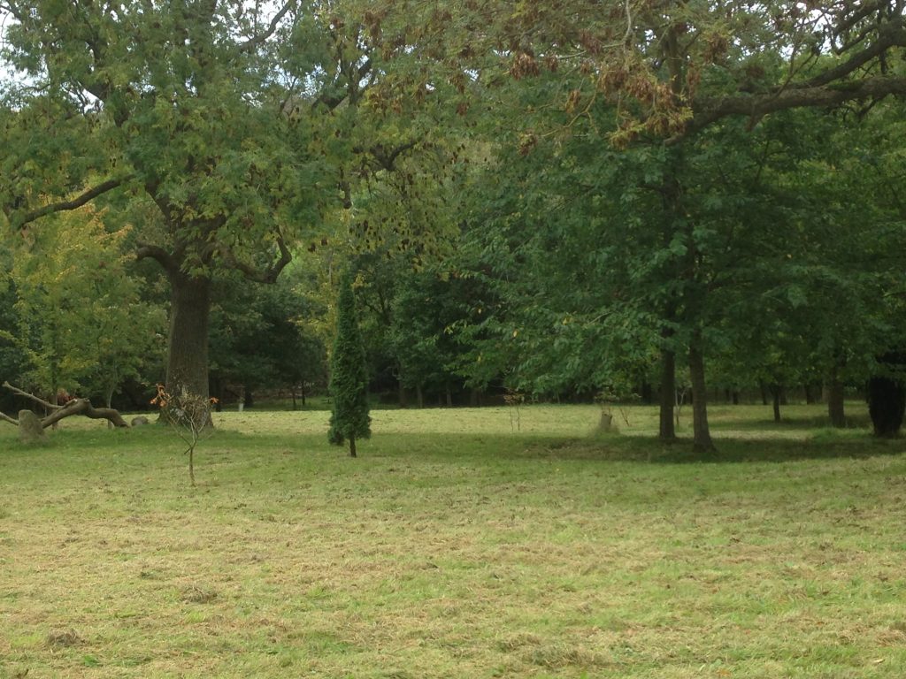 A tree in a grassy field
