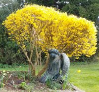 Angel statue on grave with forsythia bush behind