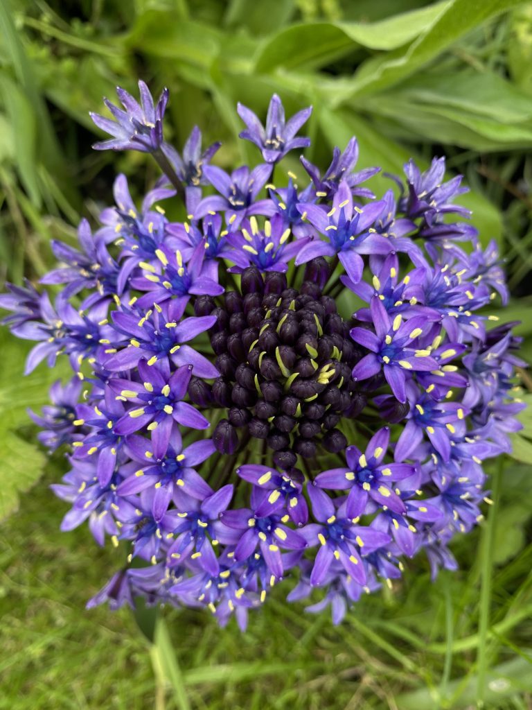 A close up of a purple flower and green grass