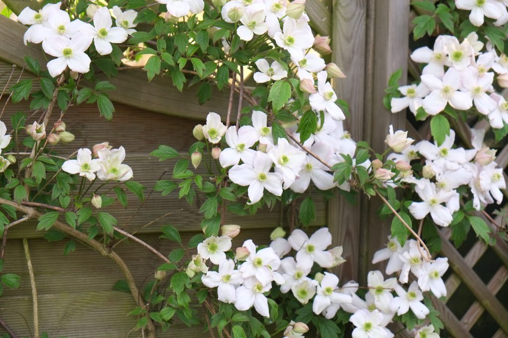 A close up of a flower pot