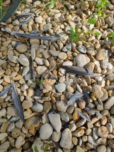 Feathers on gravel