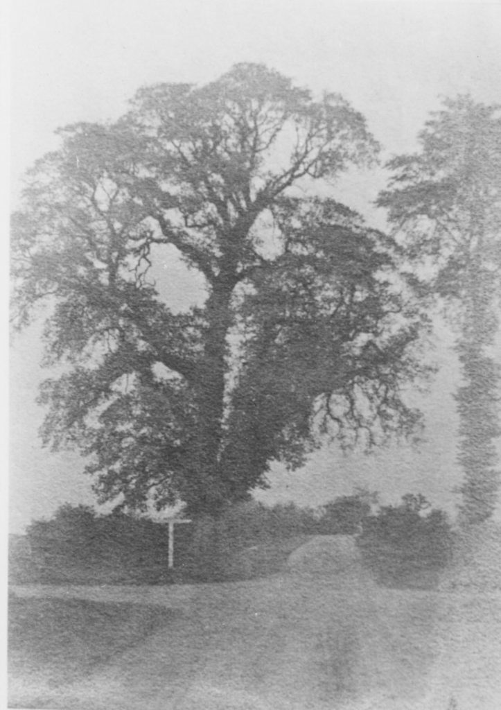 An old photo of a tree