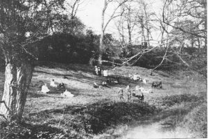 A vintage photo of a forest