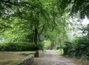 A tree on a dirt path in a park
