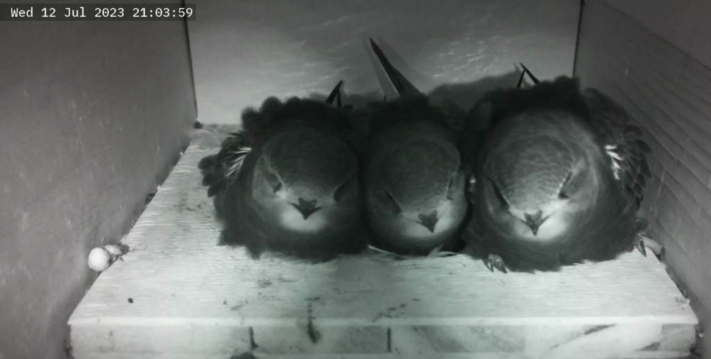 Three swift chicks in a nest box