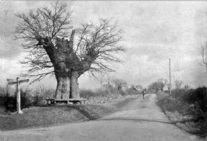 A tree on a dirt road