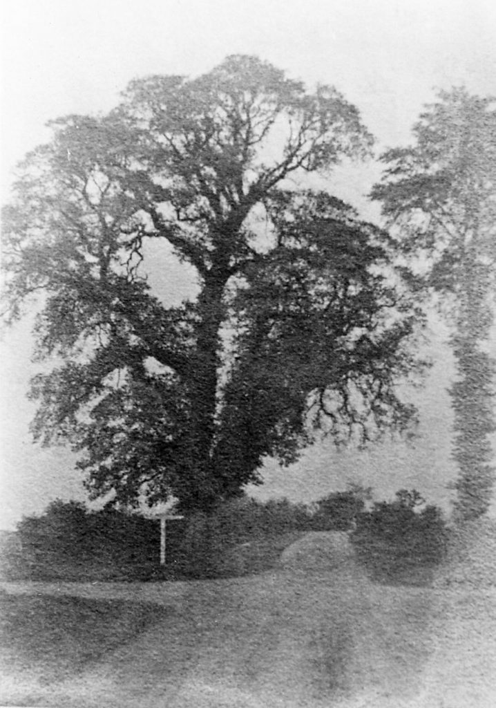 An old photo of a tree