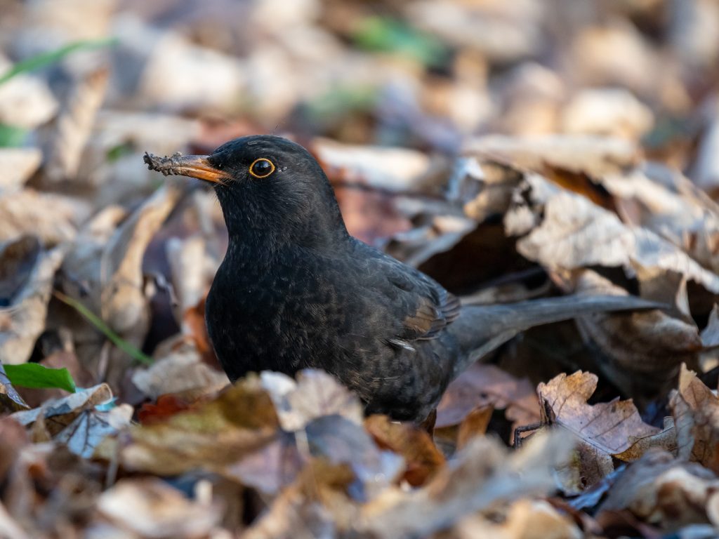 A bird sitting on a rock