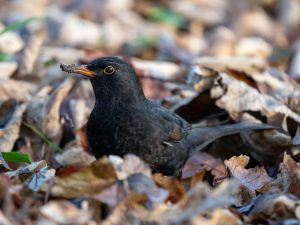 A bird sitting on a rock