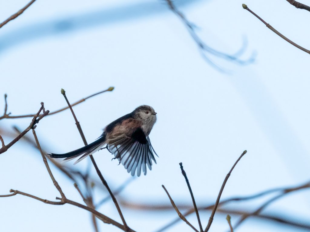 A small bird perched on a tree branch