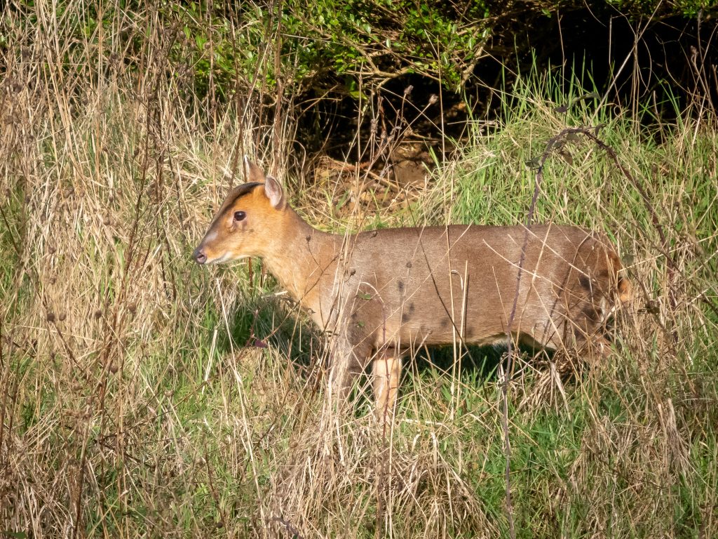 A small brown animal standing on a dry grass field