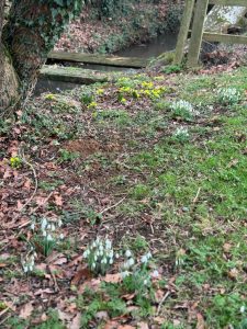 A close up of a garden