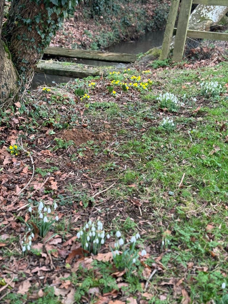 A close up of a garden