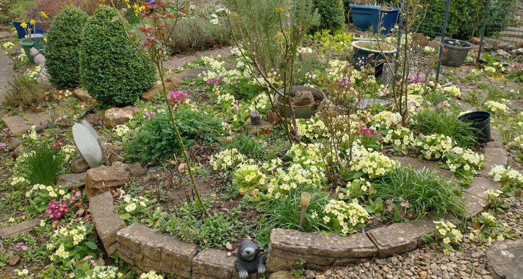 A plant in a garden