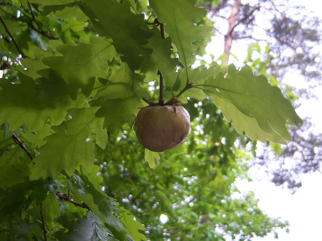 A close up of a tree branch