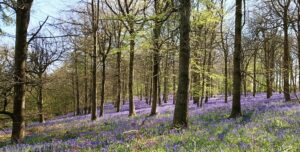 A tree in the middle of a forest