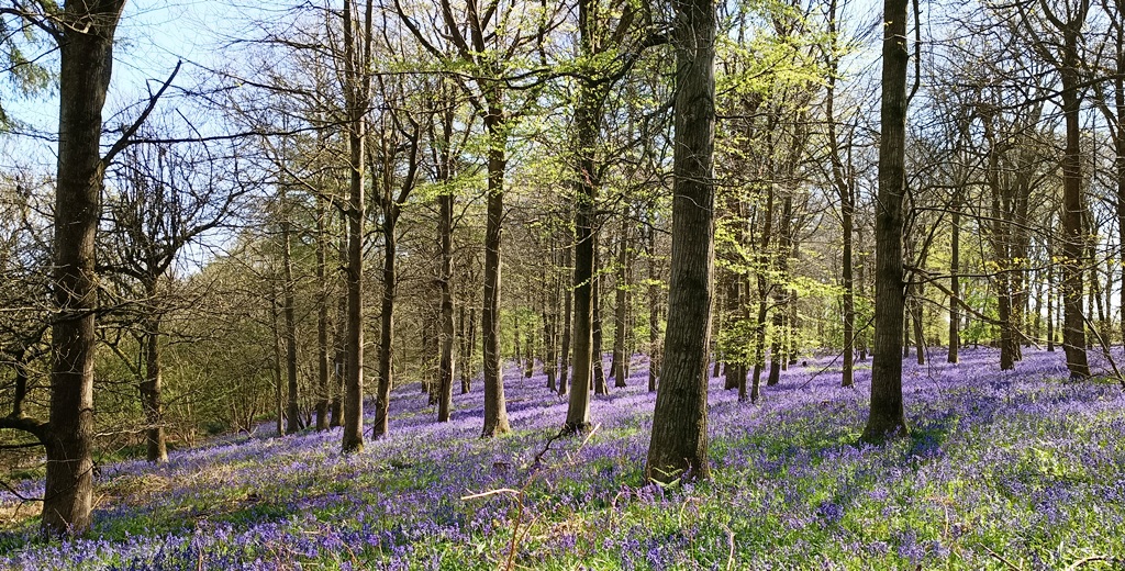 A tree in the middle of a forest