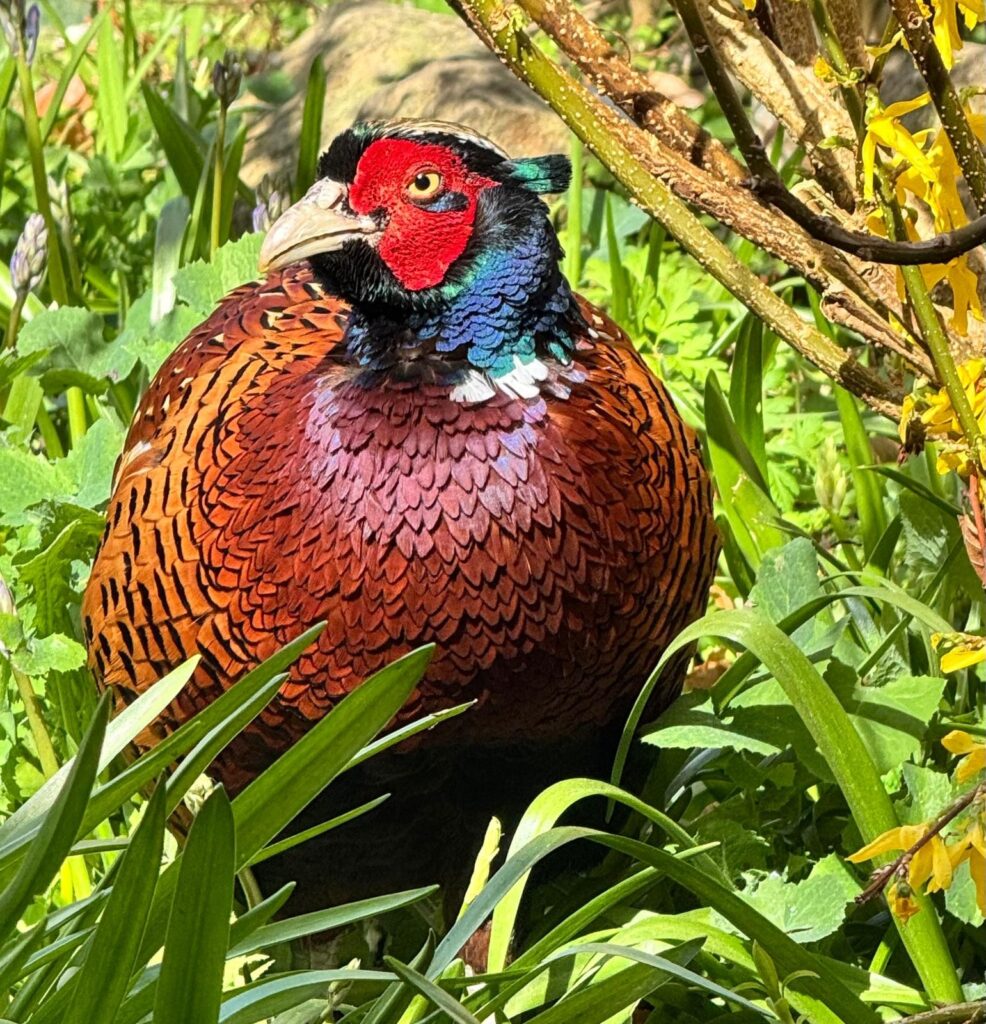 A colorful bird standing in the grass