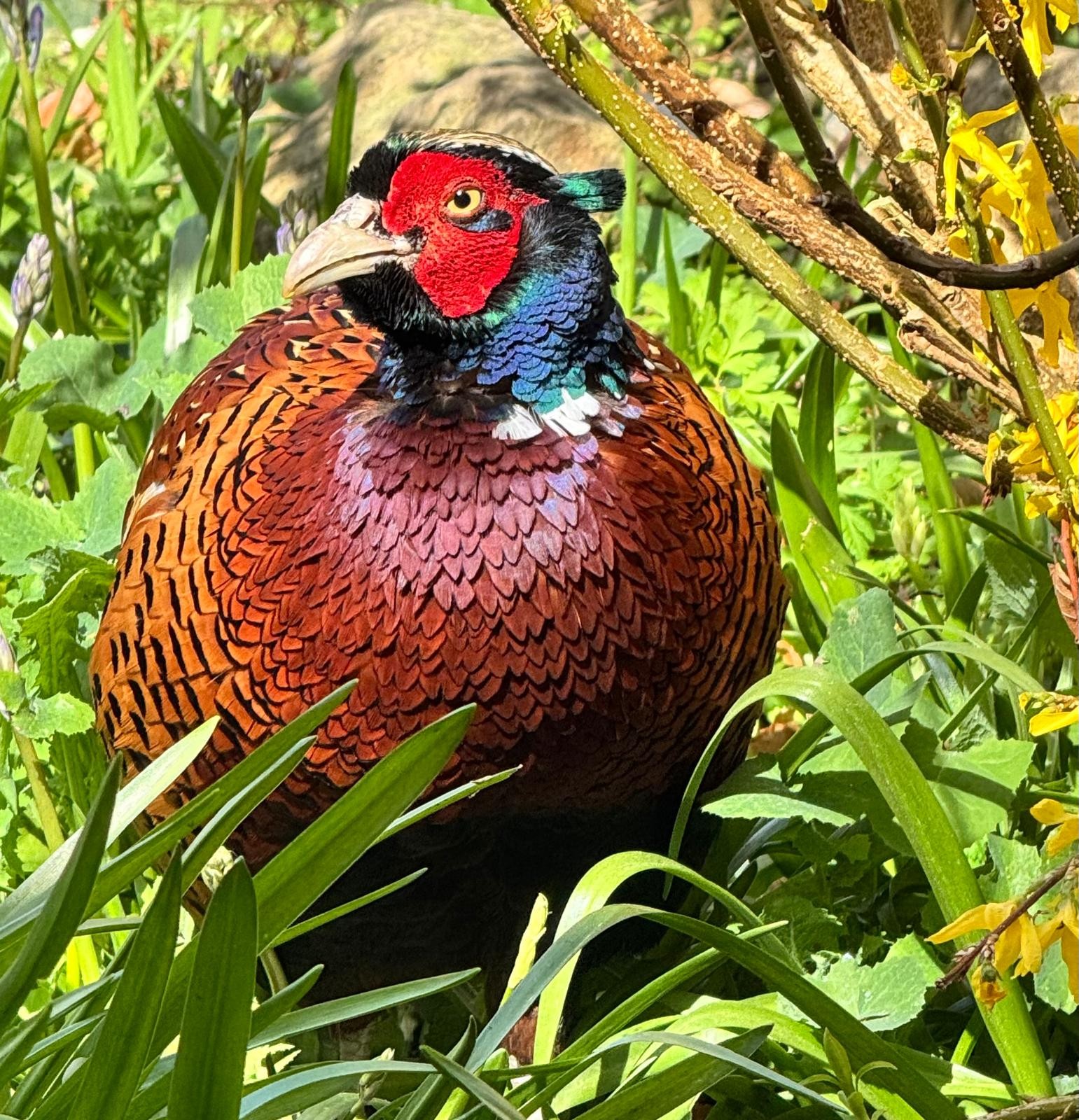 A colorful bird standing in the grass