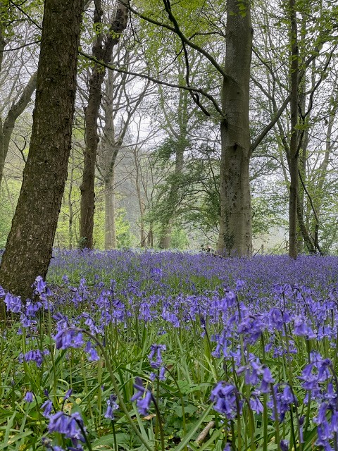 A large purple flower is in a forest