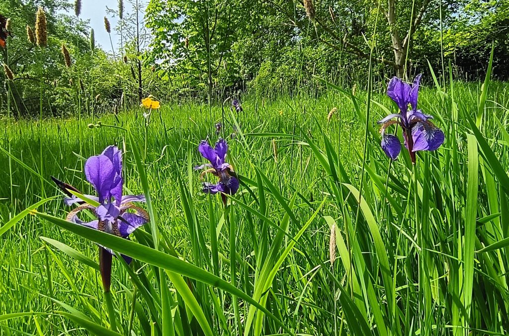 A purple flower in a field