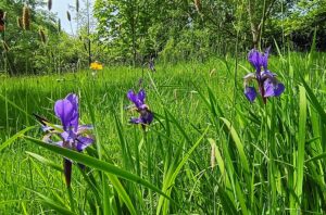 A purple flower in a field