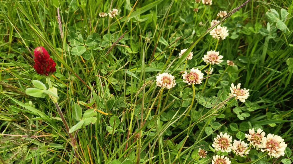 A close up of a flower garden