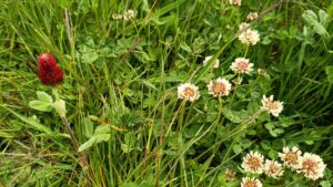 A close up of a flower garden